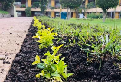 El Colegio se mantiene verde